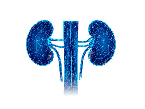 Ilustración del sistema renal